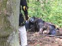 Versina_LARP033